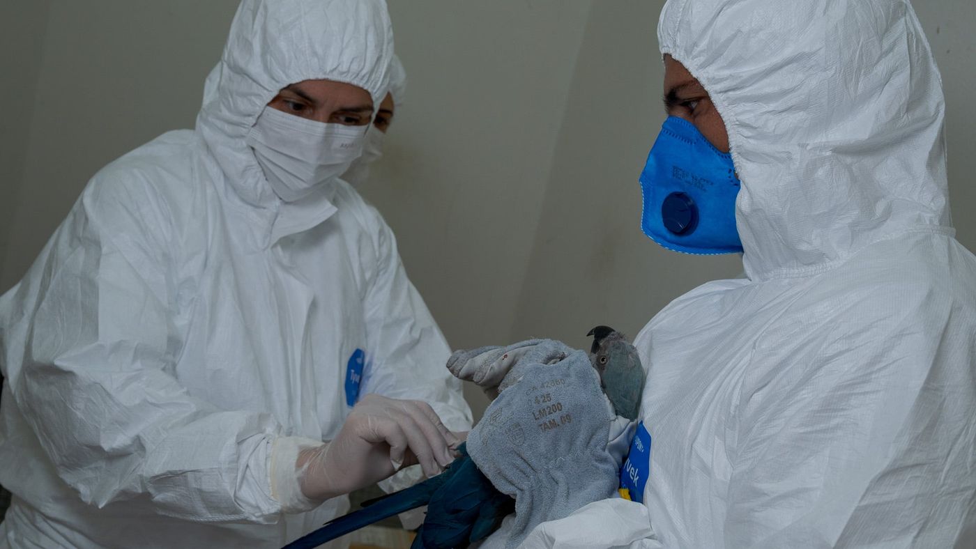 Técnicos com roupa de proteção manejam uma ararinha-azul enrolada numa luva
