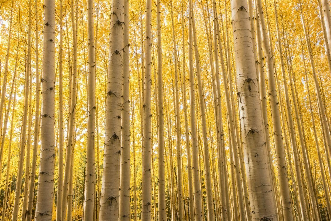 Rows of near-identical white aspen trunks standing close together in a dense grove with golden light filtering through