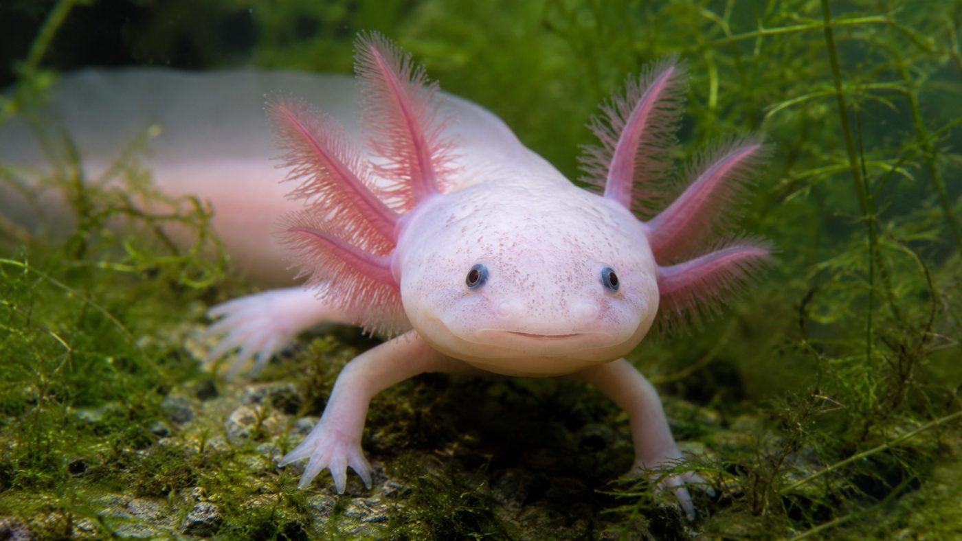 A pale pink axolotl with feathery pink external gills and a smiling face resting among green water plants underwater