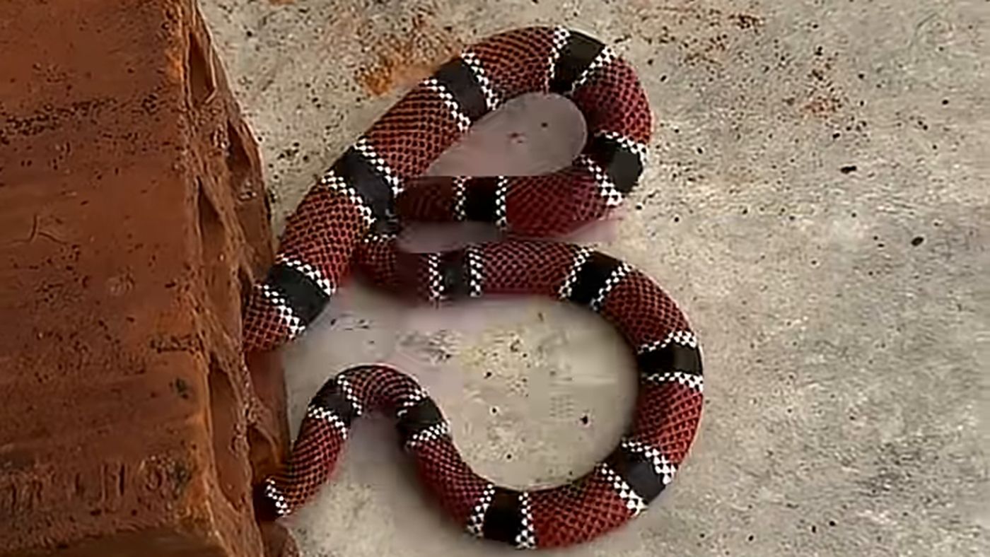 Cobra coral ao lado do tijolo em que estava escondida no quintal de uma casa em Jaraguá do Sul (SC), no resgate do biólogo Christian Raboch Lempek