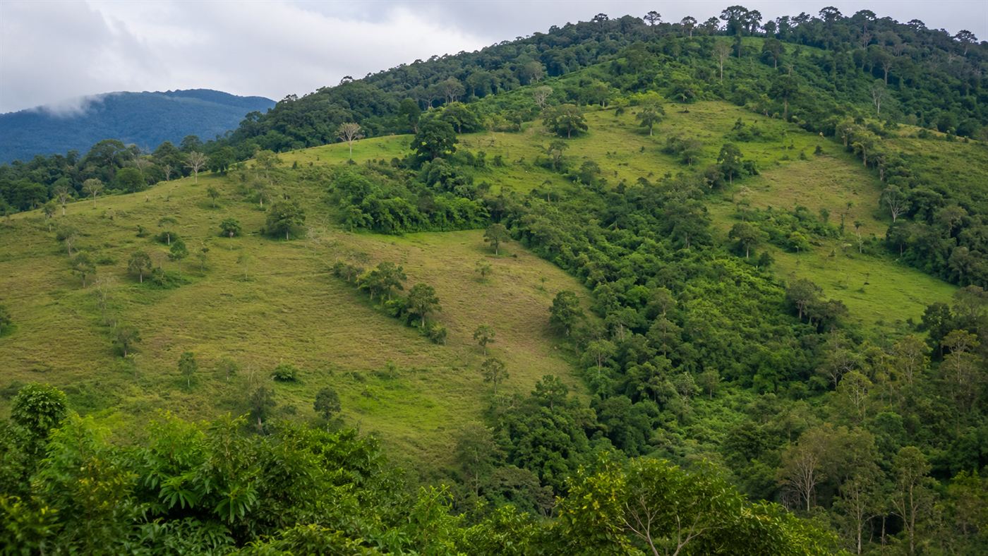 A Costa Rican hillside where young green forest is regrowing over former cattle pasture, with a patchwork of trees reclaiming open grassland
