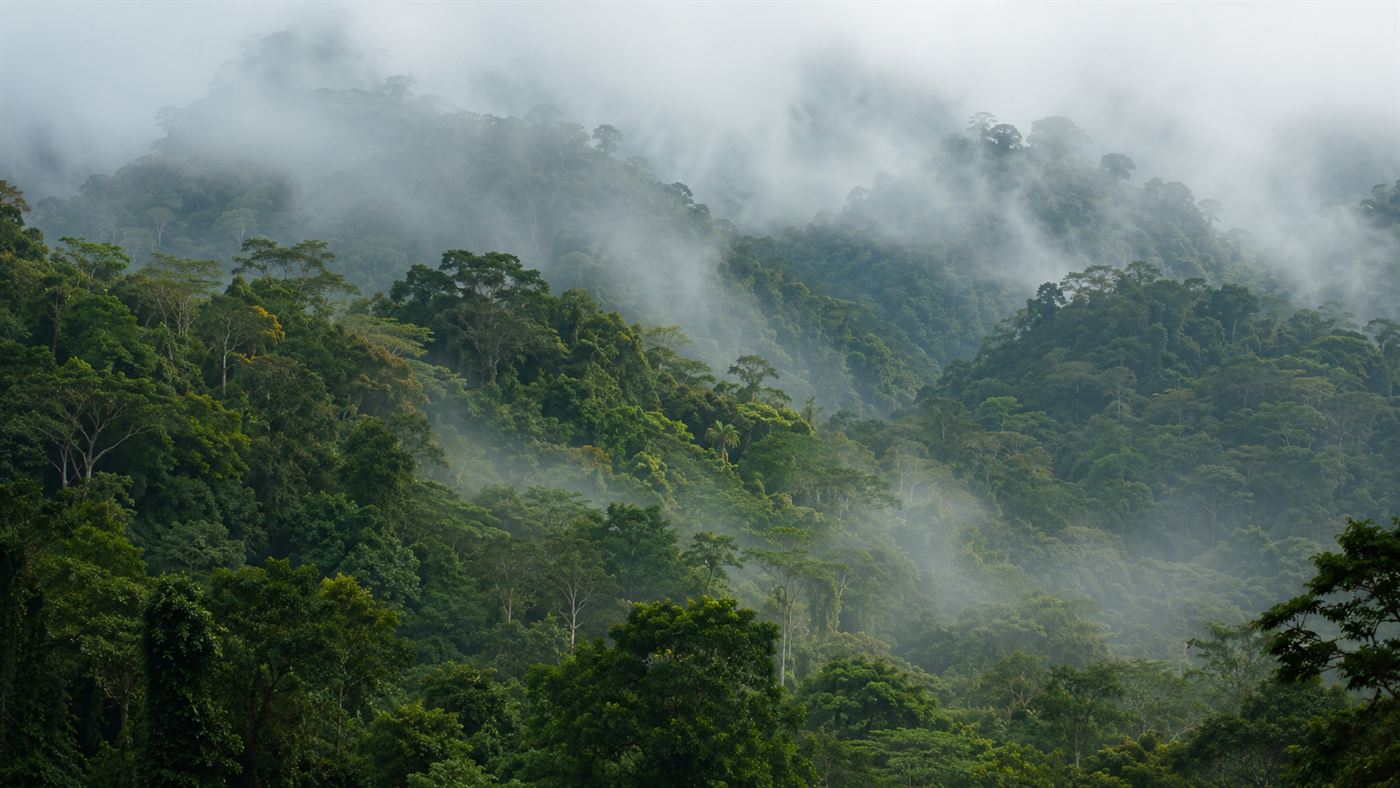 Dense green Costa Rican rainforest covering steep misty mountains, with mist rising between the trees in the morning light