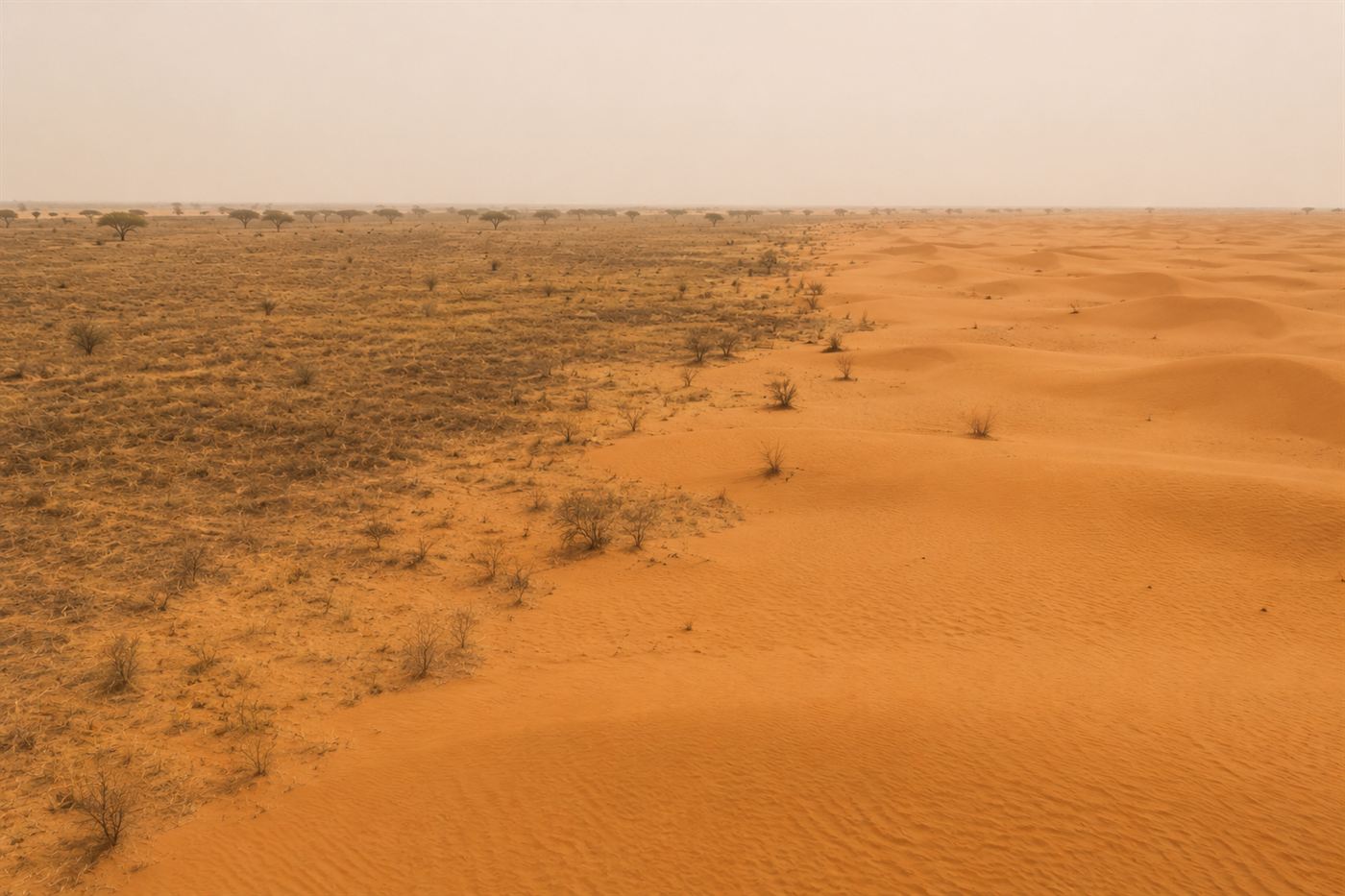 Sand dunes of the Sahara meeting dry sparse vegetation at the edge of the Sahel under a hot hazy sky