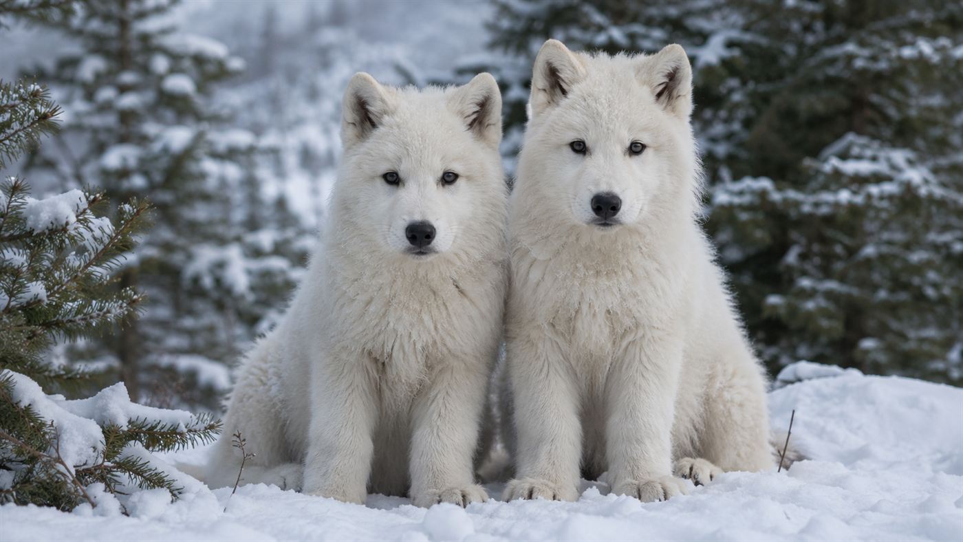 Two large fluffy white wolf pups with thick fur sitting together in a snowy pine forest