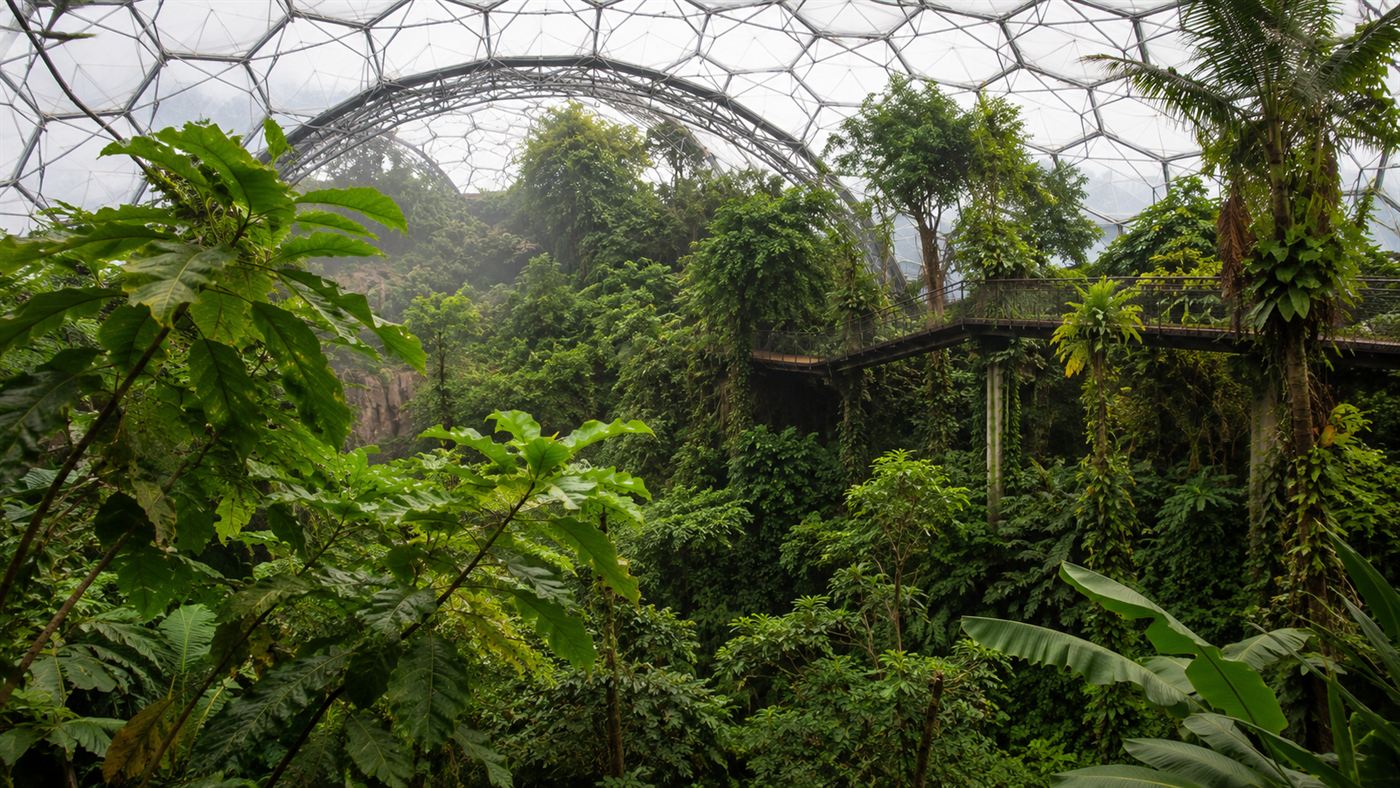The lush green interior of a giant domed rainforest biome with dense tropical plants, a high canopy and a raised walkway among the trees