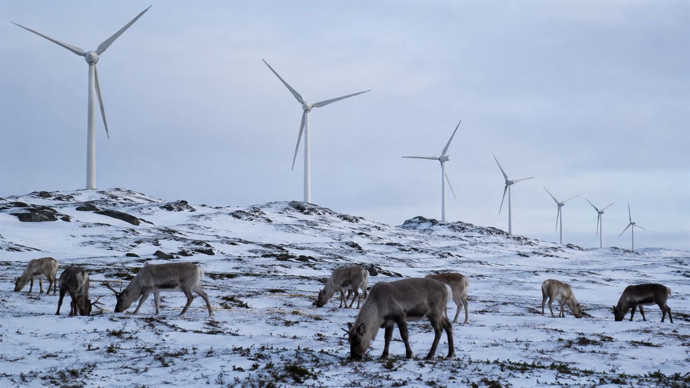 Reindeer grazing on a snowy upland in Norway with wind turbines on the ridgeline behind them