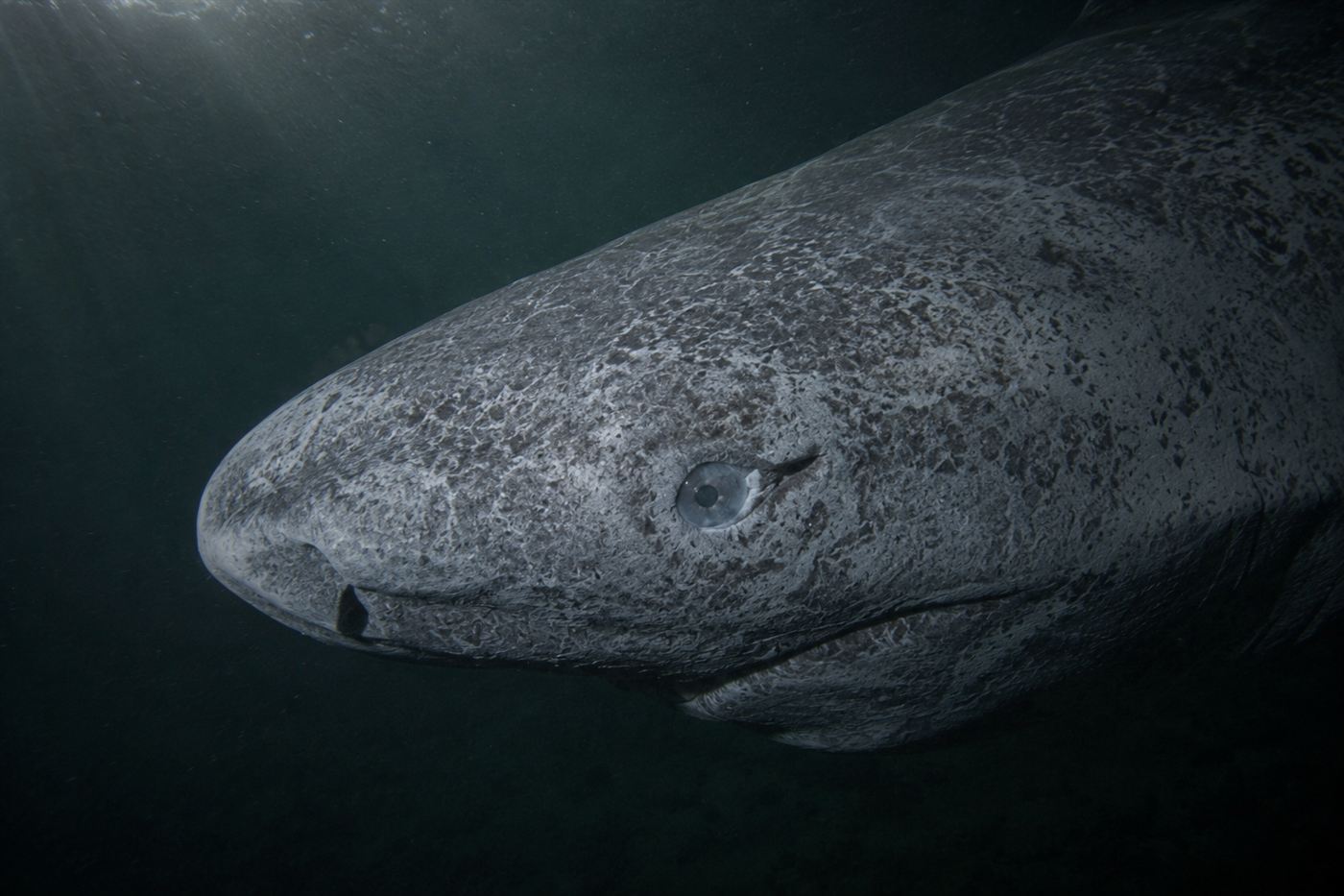 A close view of the blunt scarred head and small eye of a Greenland shark in dark water