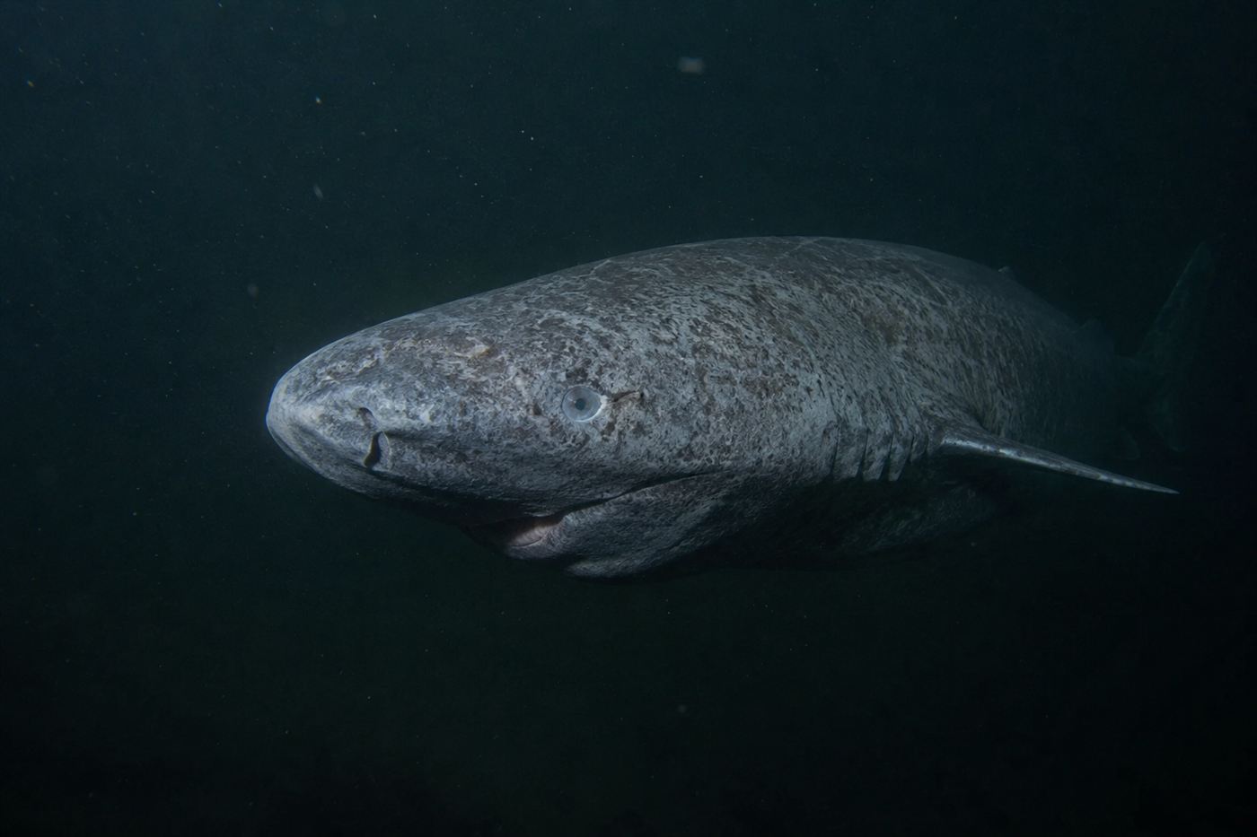 A large grey Greenland shark swimming slowly through dark cold deep ocean water
