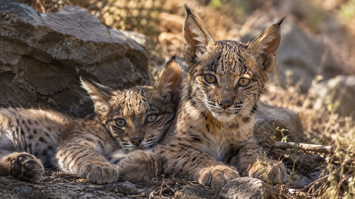 Two young Iberian lynx cubs with spotted fur resting together among rocks and dry grass in dappled sunlight