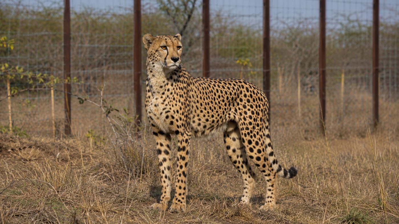 A cheetah standing inside a large grassy fenced soft-release enclosure with a tall wire boundary fence visible behind it