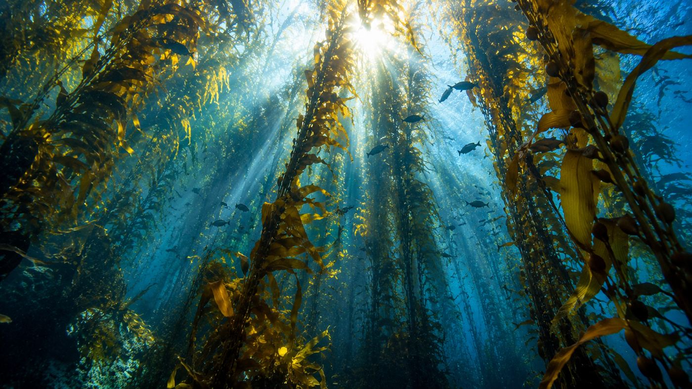 An underwater view looking up through a towering golden kelp forest with shafts of sunlight and small fish