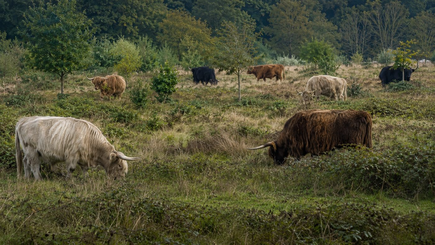 Old English longhorn cattle with long curved horns grazing freely among thorny scrub and scattered trees in a rewilded English parkland