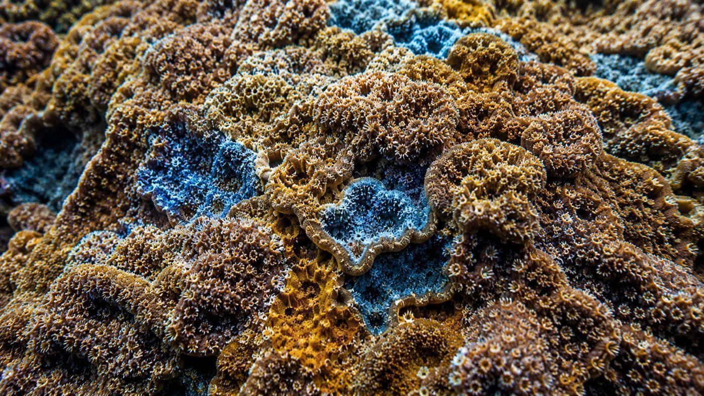 A close view of the textured surface of a giant coral colony showing countless tiny polyps in brown, yellow and blue