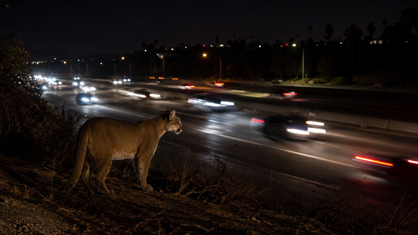 A mountain lion standing at the edge of a busy multilane freeway at night, headlights streaking past in the dark