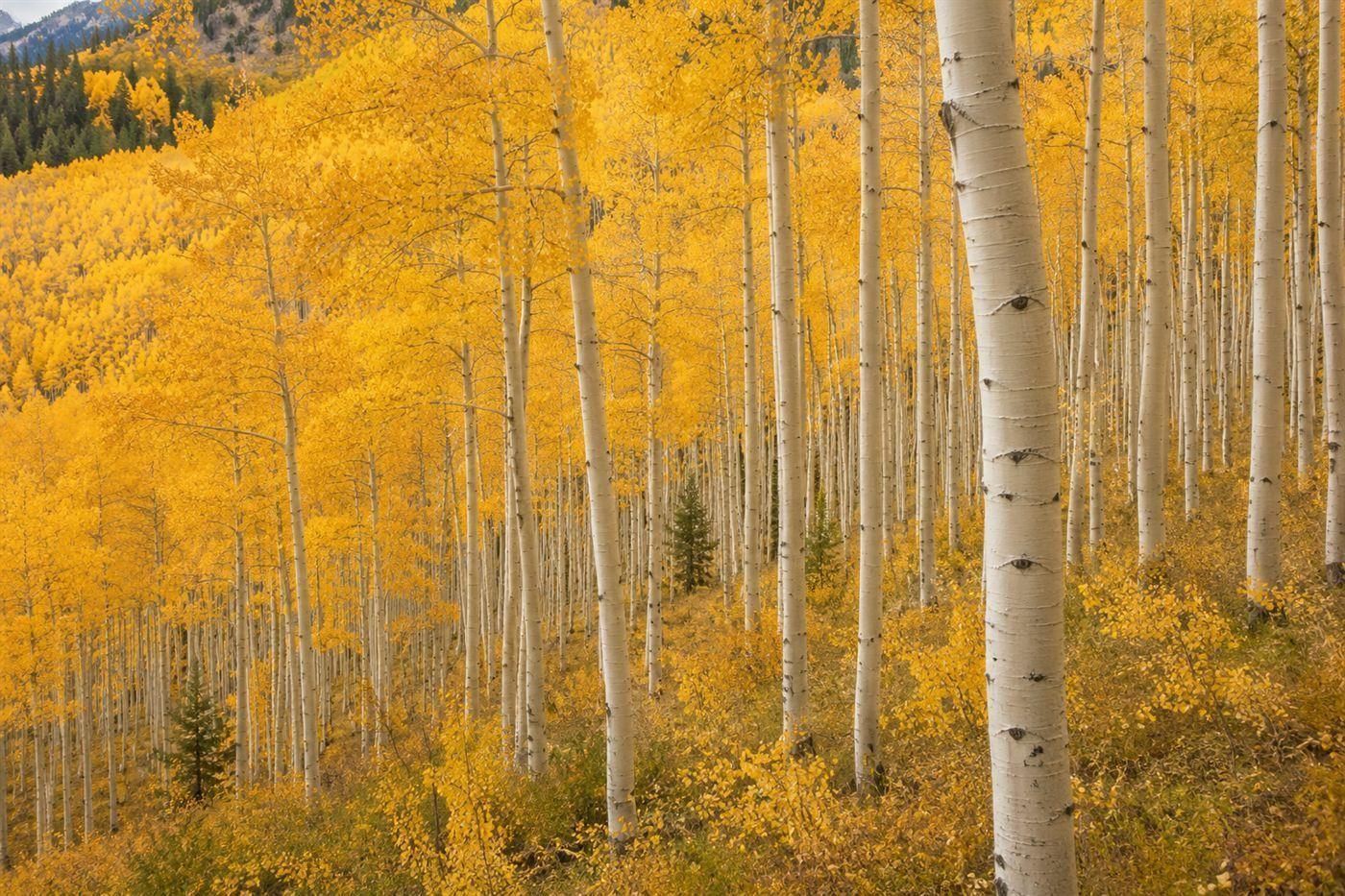 A vast grove of white-barked golden aspen trees on a Utah hillside