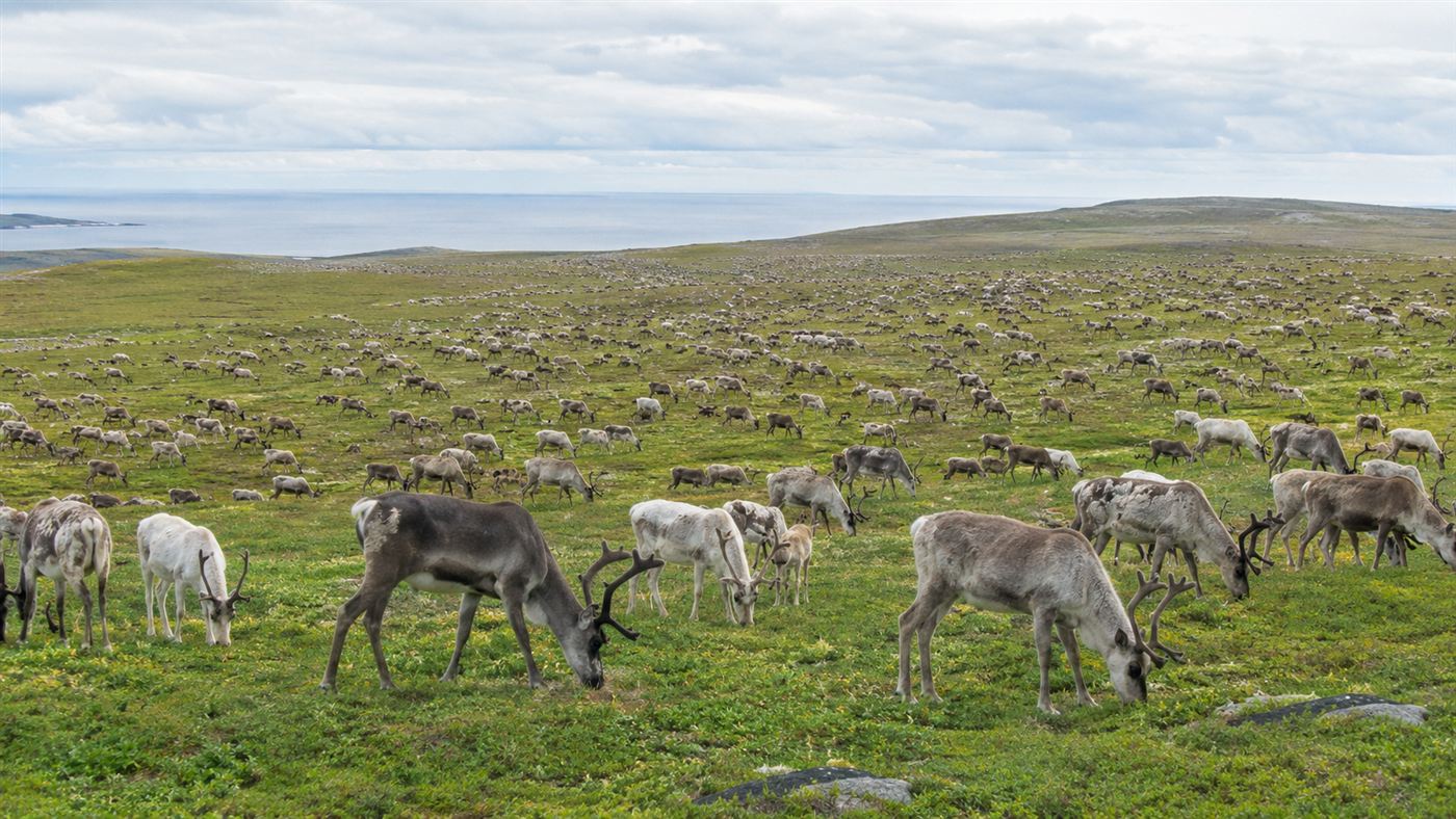 A large herd of reindeer grazing across green summer tundra on a treeless island