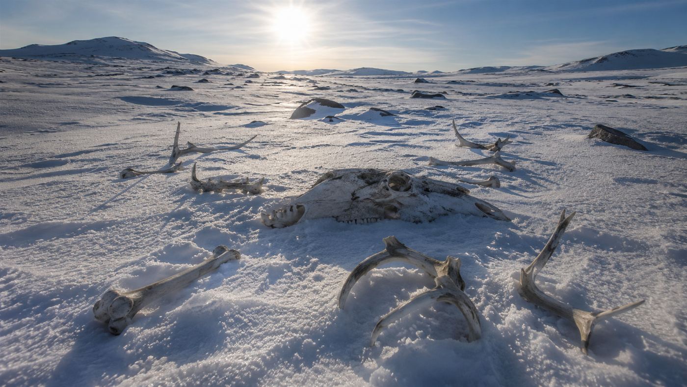 Bleached animal bones and antlers scattered across frozen tundra under a low winter sun