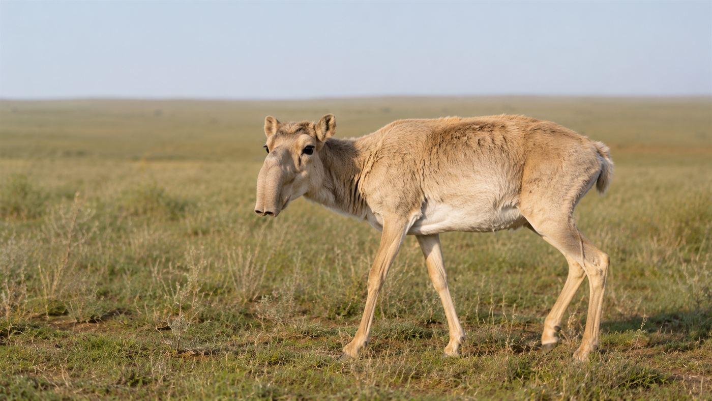 A single saiga antelope with its distinctive large drooping trunk-like nose and pale tan fur standing on the open grassy steppe of Kazakhstan