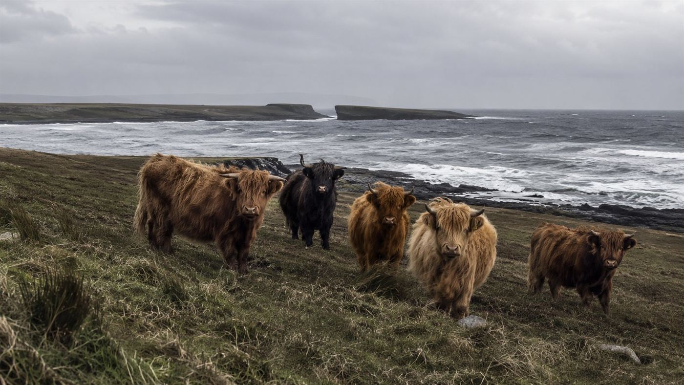 A small herd of wild cattle on a windswept Scottish island