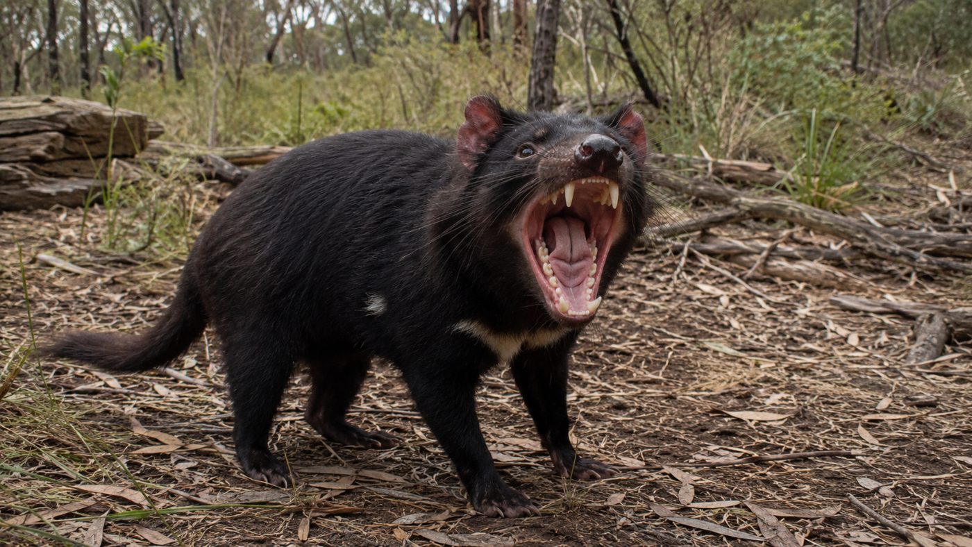 A Tasmanian devil with its mouth gaping wide open showing sharp teeth and pink gums, a threat display