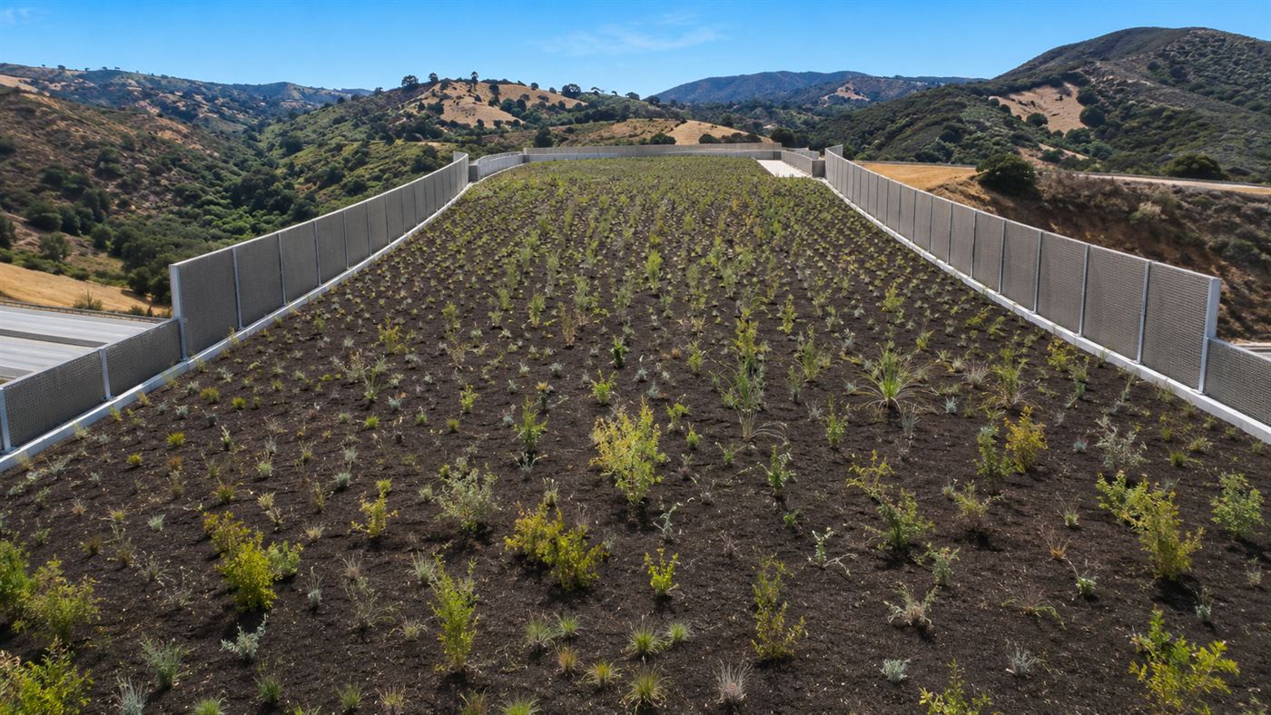 The broad top surface of the wildlife crossing covered in fresh soil and young native plants, with rolling green California hills behind it