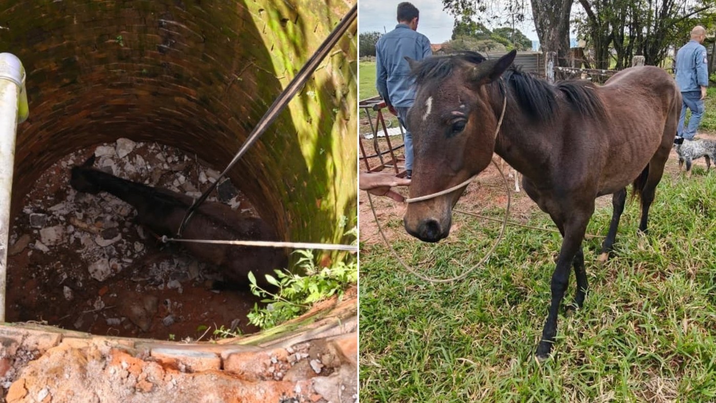 Égua retirada de uma fossa em Marília e local da queda