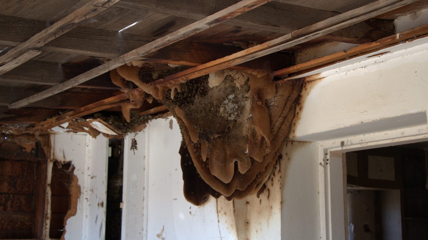 Colmeia de abelha africanizada instalada no forro de uma casa abandonada, mostrando o tamanho que um enxame pode alcançar
