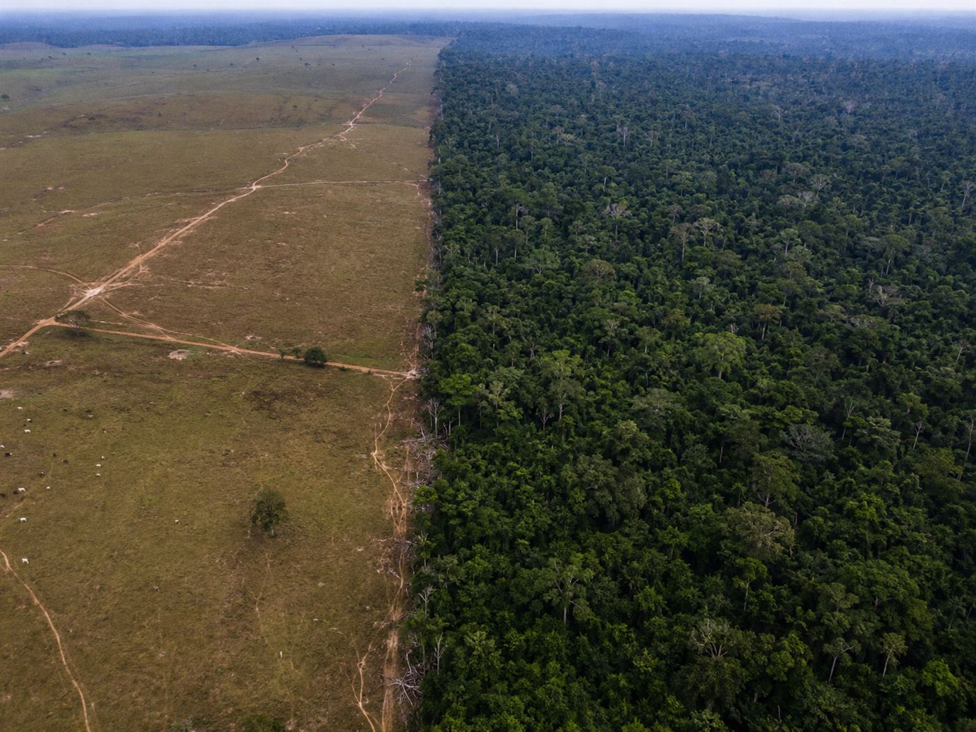 Aerial view of the Brazilian Amazon showing the stark boundary between an intact green extractive reserve forest and cleared brown cattle ranch land, Amazon deforestation visible in sharp contrast