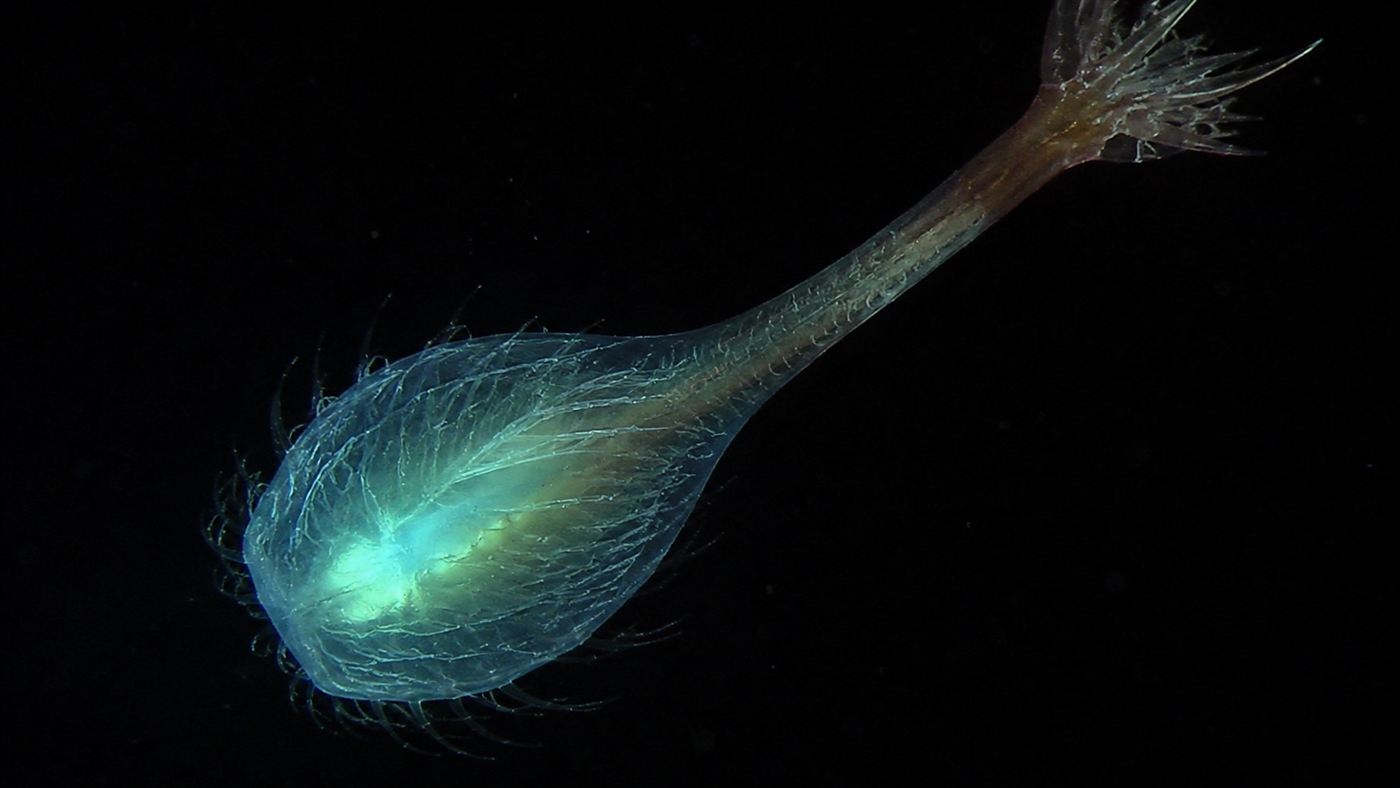 A close-up of the glowing bulb-shaped esca lure of a deep-sea anglerfish lit by bioluminescent bacteria