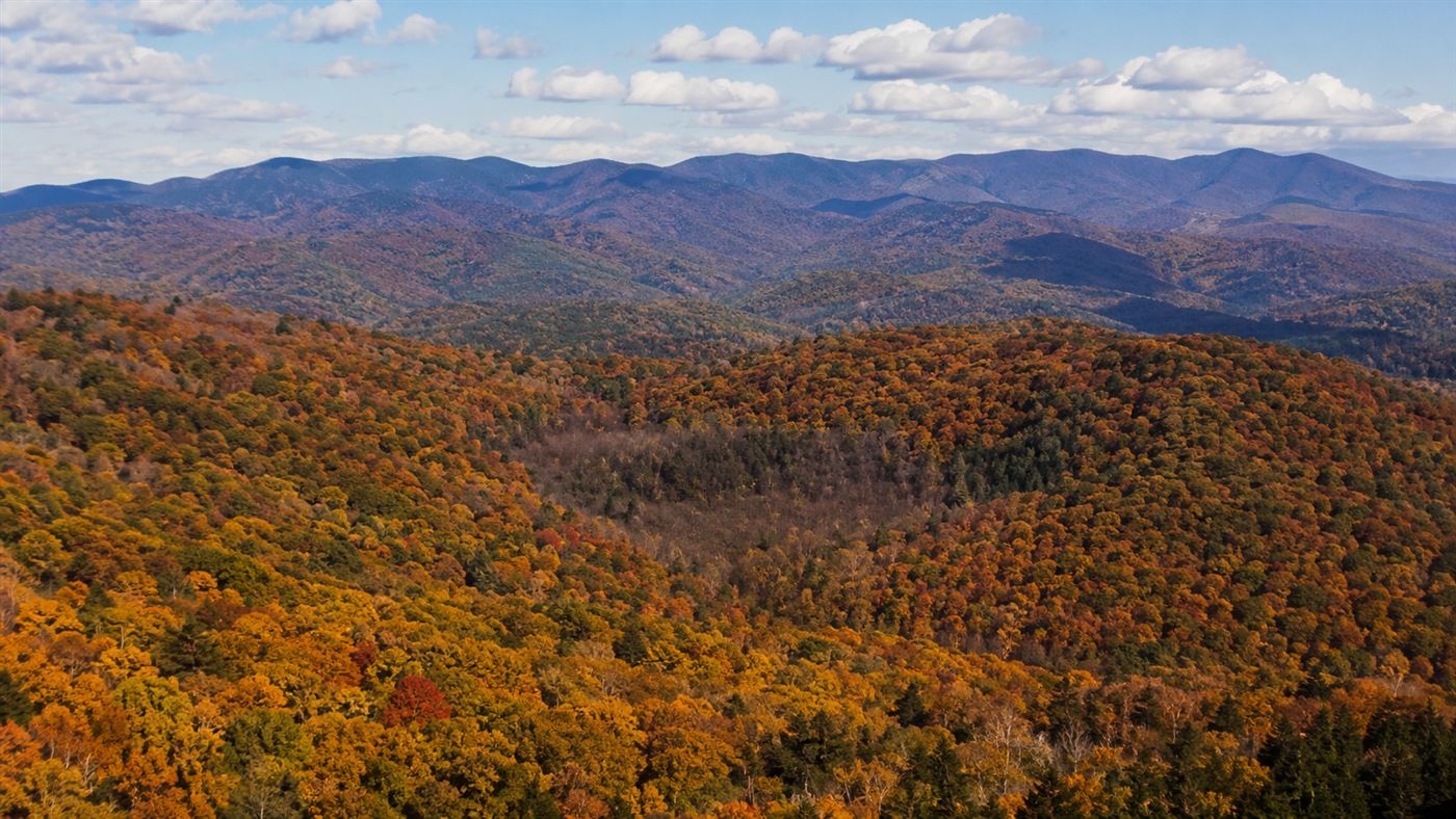 A panoramic view of autumn Appalachian mountains covered in golden hardwood forest, with a gap in the canopy where the dominant chestnut once stood