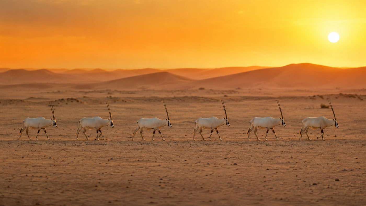 A herd of six Arabian oryx walking in single file across a wide flat sandy Arabian desert at golden hour, white coats glowing warm, long straight horns silhouetted
