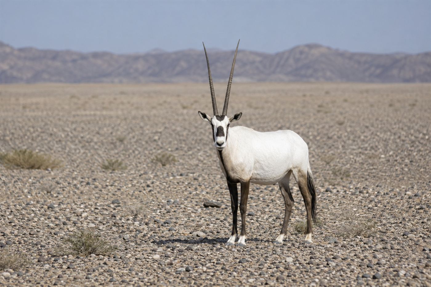 A solitary Arabian oryx standing alert in a flat rocky Omani desert landscape, white coat against tan gravel plain, telephoto shot from a distance, free-ranging wild animal