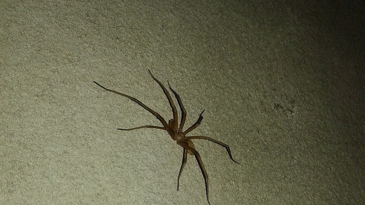 Aranha do gênero Loxosceles (aranha-marrom) fotografada sobre uma parede dentro de uma residência