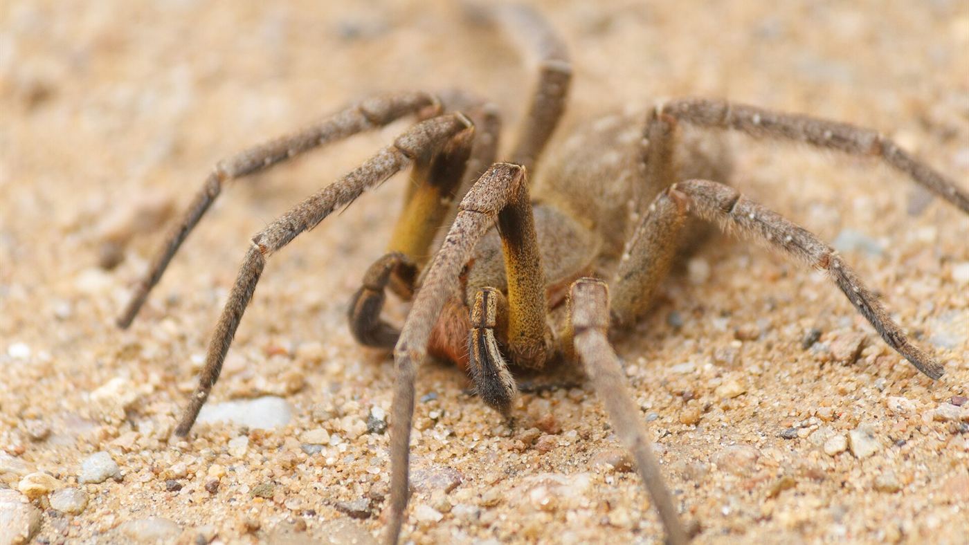 Aranha armadeira (Phoneutria nigriventer) fotografada de frente, com as patas dianteiras apoiadas no solo