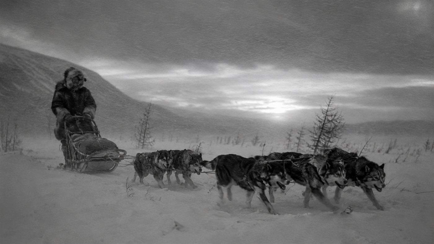 A husky sled dog team pulling a musher through a blizzard during the 1925 serum run, the world of Balto and Togo