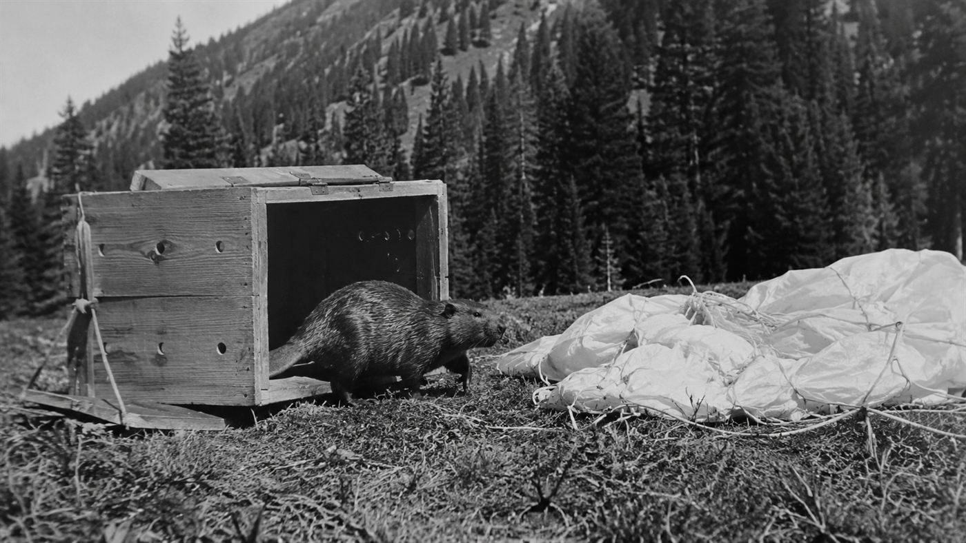 A hinged wooden box snapped open in an Idaho meadow with a beaver stepping out beside a parachute