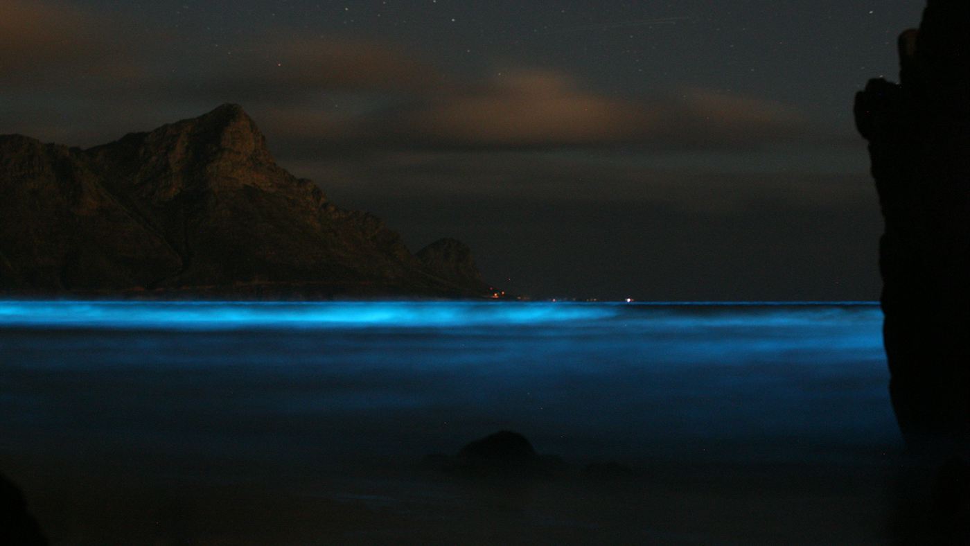 Onda com bioluminescência marinha azul à noite, causada por dinoflagelados do gênero Noctiluca.