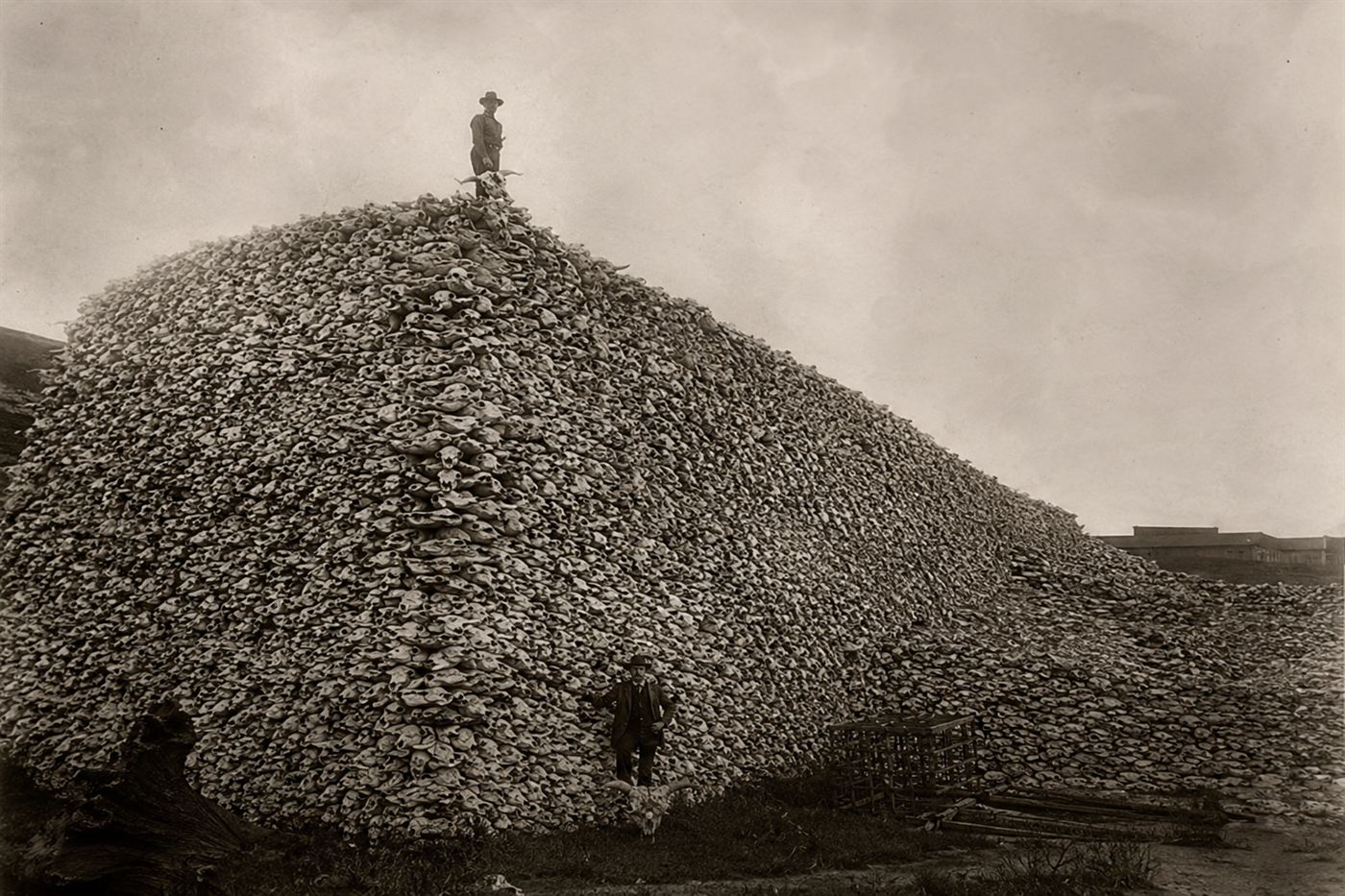 A huge pile of bison skulls and bones from the 19th-century hide-hunting era