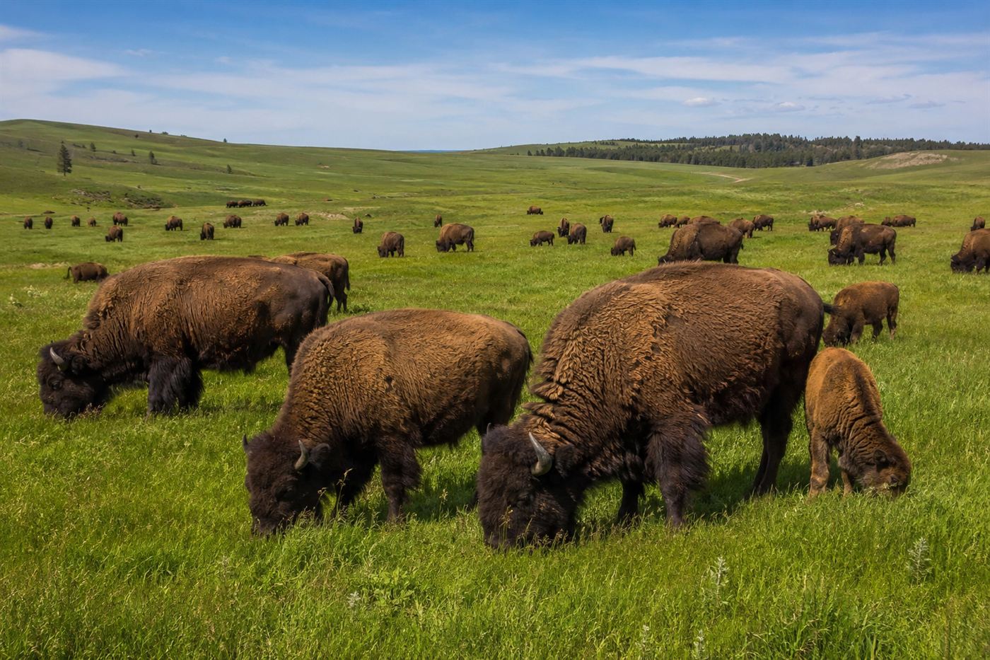 A recovered herd of American bison grazing across green grassland in a protected reserve