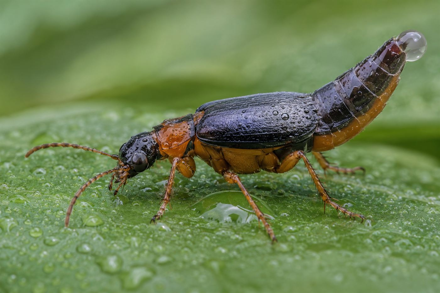 A close-up of a bombardier beetle on a leaf, its abdomen tip raised, ready to fire its defensive spray