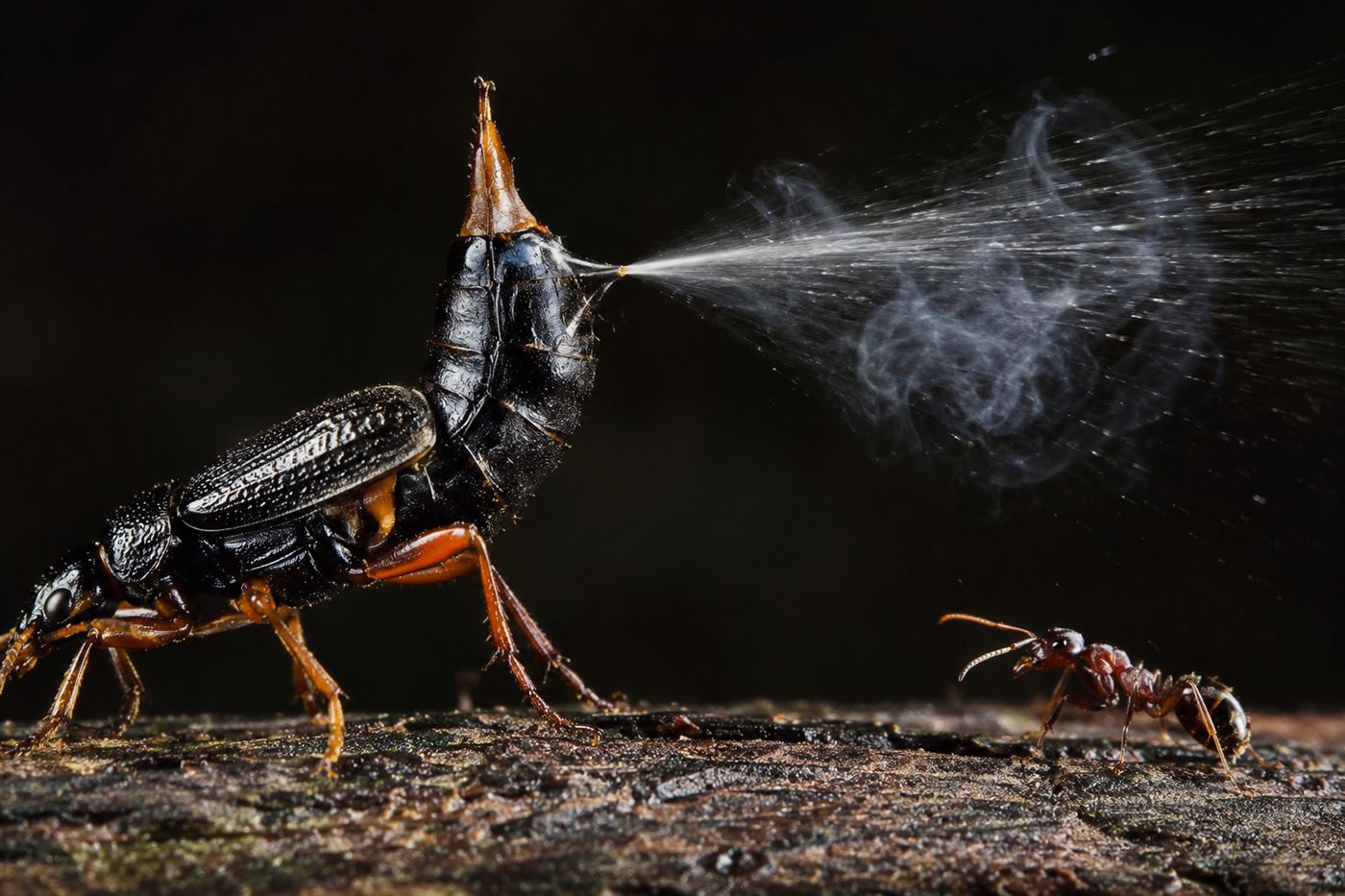 A bombardier beetle firing a visible jet of hot defensive spray and vapor from the tip of its abdomen at an attacking ant