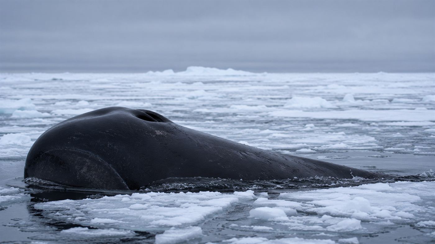 A bowhead whale surfacing among Arctic sea ice, showing its huge bowed head