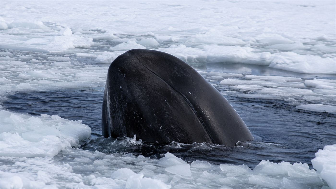 A bowhead whale pushing up through Arctic sea ice with its strong bow-shaped skull