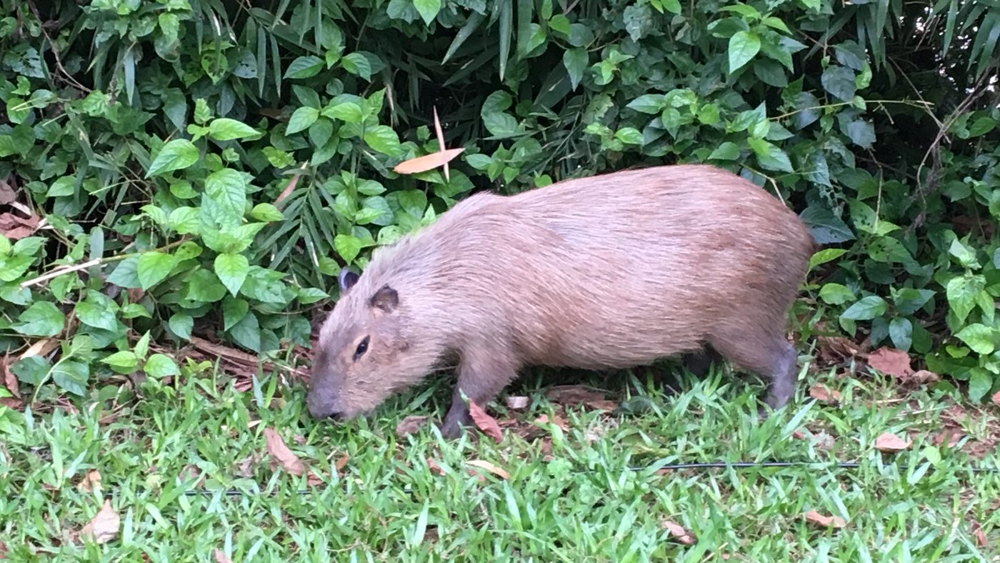 Capivara de Pirassununga andando na grama perto de arbustos, o mesmo tipo de animal resgatado na cidade