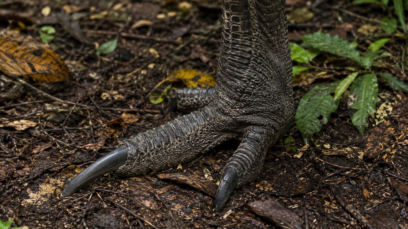 A close-up of a cassowary's powerful scaly foot showing the long dagger-like inner claw