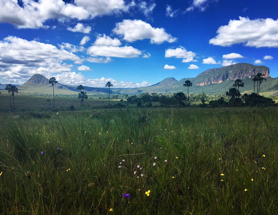 Paisagem típica do bioma Cerrado, com vegetação de savana, também presente no interior do estado de São Paulo
