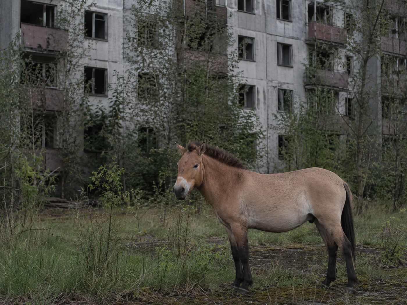 A wild Przewalski's horse standing in front of an abandoned overgrown Soviet building in the Chernobyl exclusion zone