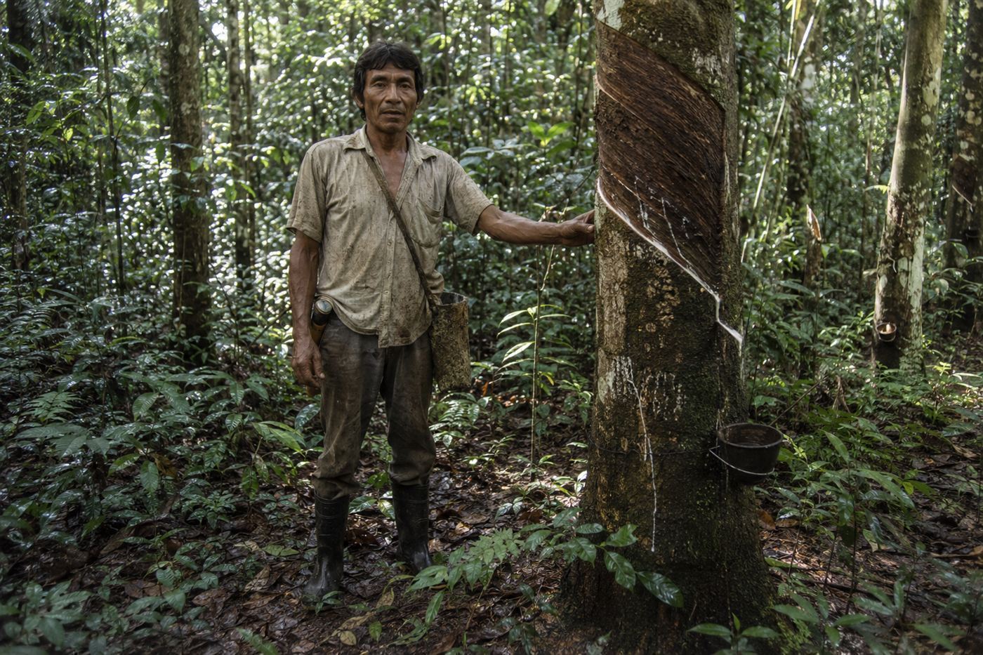 Chico Mendes, Amazon rubber tapper and conservationist who organized resistance to deforestation, standing among tall rainforest trees in Xapuri, Acre, Brazil, in the late 1980s