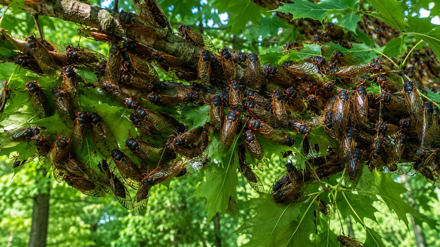 A tree branch densely covered with dozens of adult periodical cicadas with red eyes, an example of predator satiation