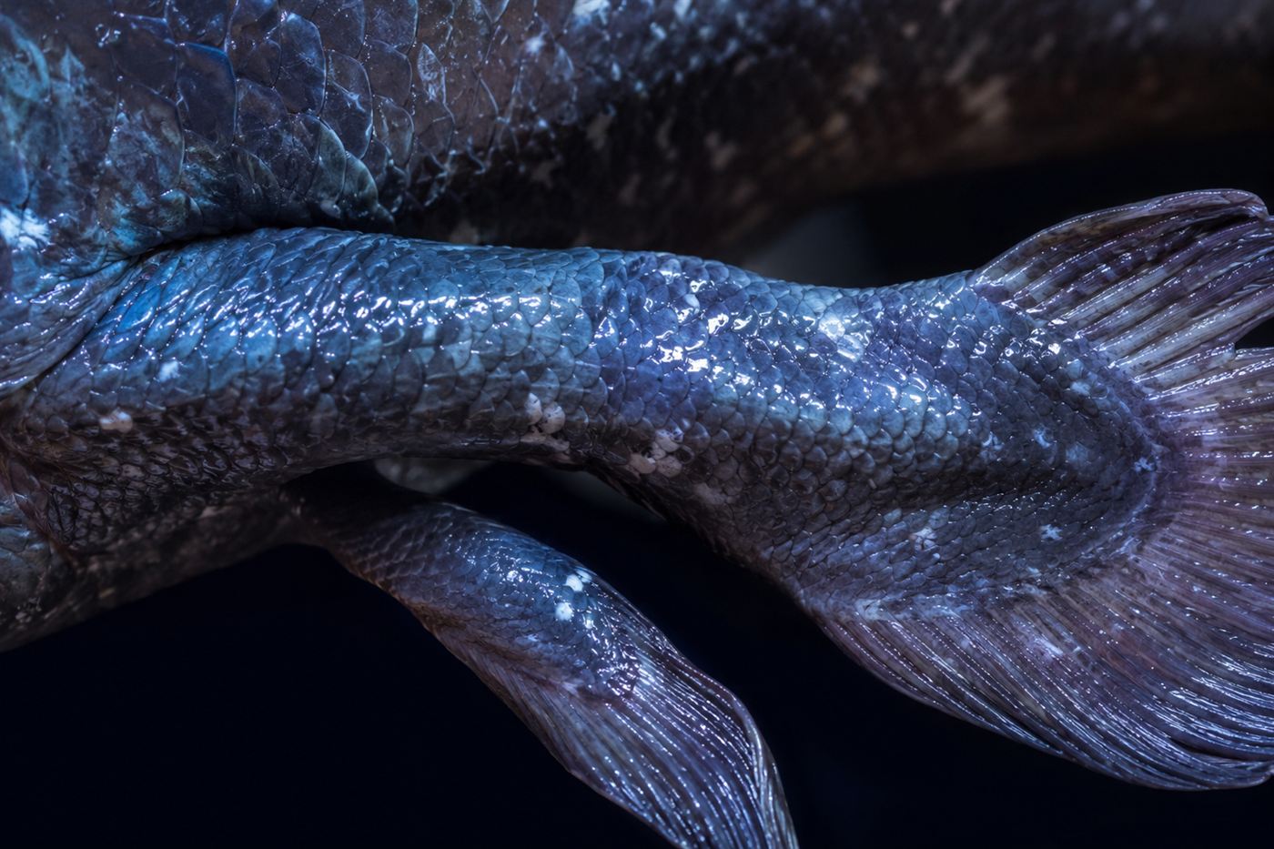 Close-up of the thick fleshy lobed fins of a coelacanth that resemble primitive limbs